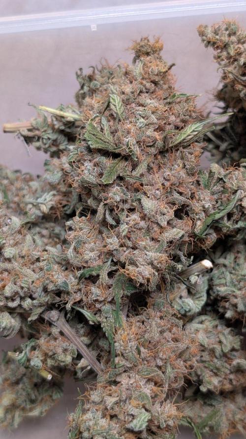 Glue Prom Walipini Seeds. Week 20