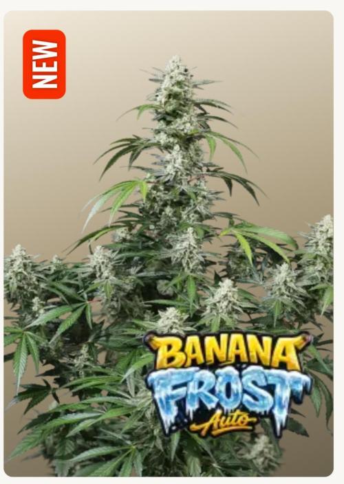 Banana Frost. Week 0