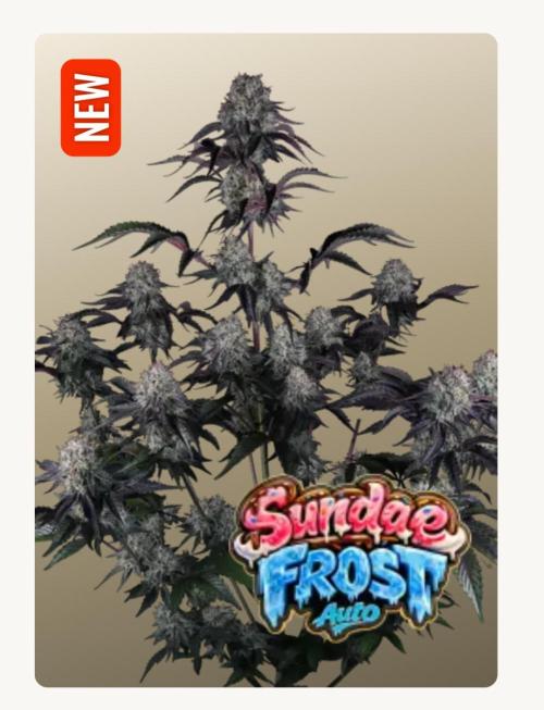 Sundae Frost. Week 0