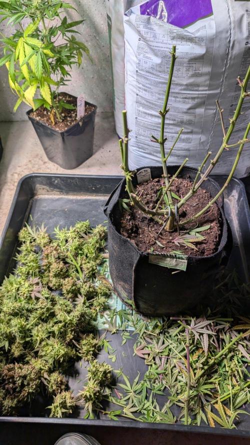 The Gassy One Super Sativa Seed Club. Week 20