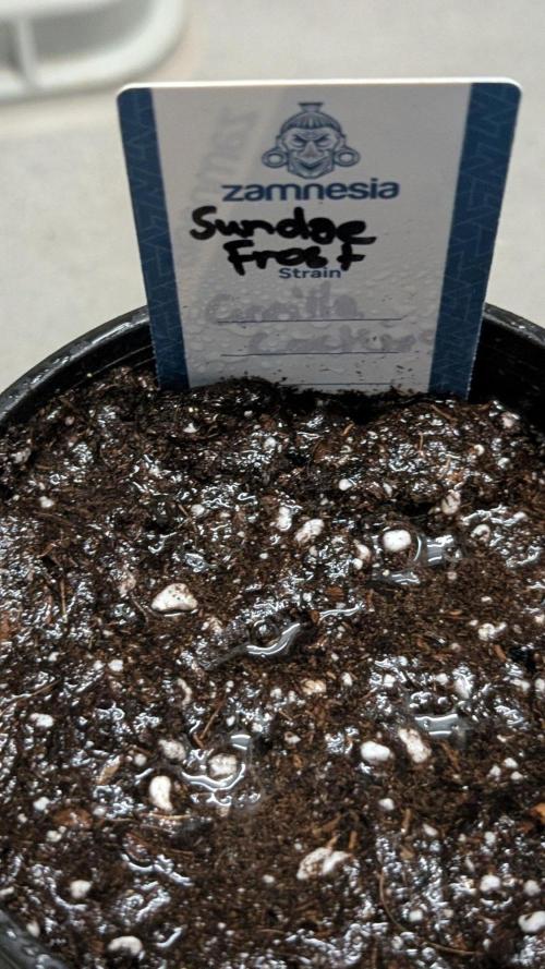 Sundae Frost. Week 0