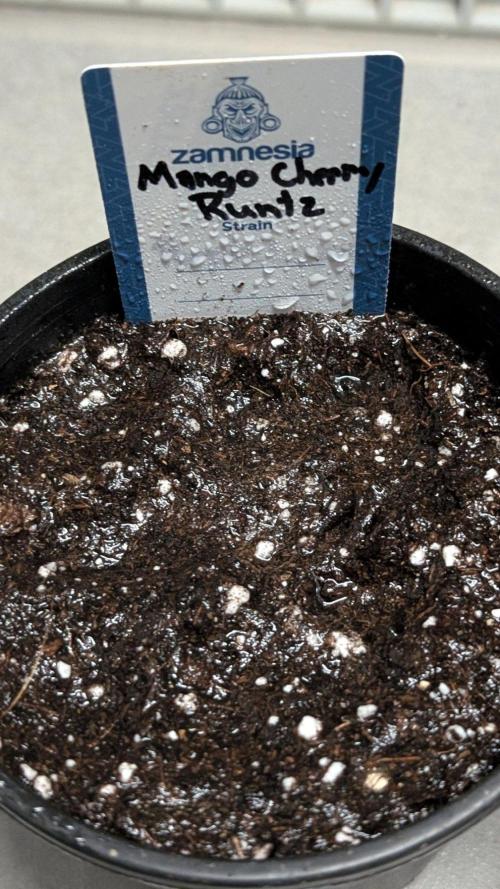 Mango Cherry Runtz. Week 0