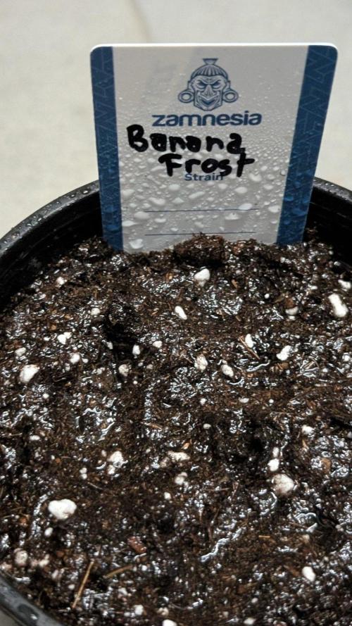 Banana Frost. Week 0