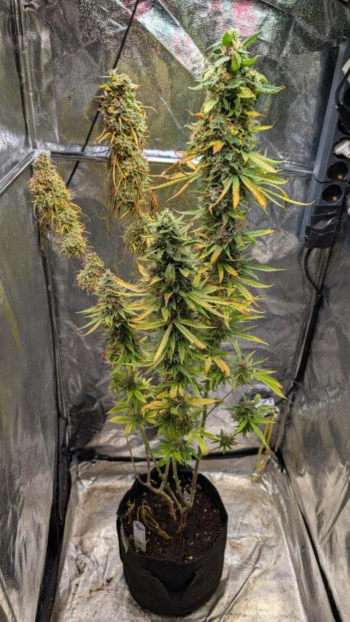 Strawberry Cola Sherbet F1 Sweet Seeds. Week 22 - Day 148