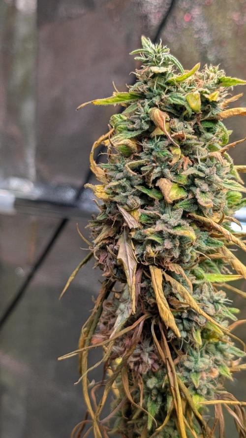 Strawberry Cola Sherbet F1 Sweet Seeds. Week 22 - Day 148