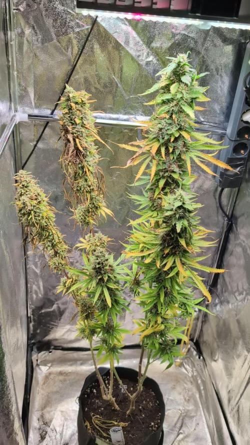 Strawberry Cola Sherbet F1 Sweet Seeds