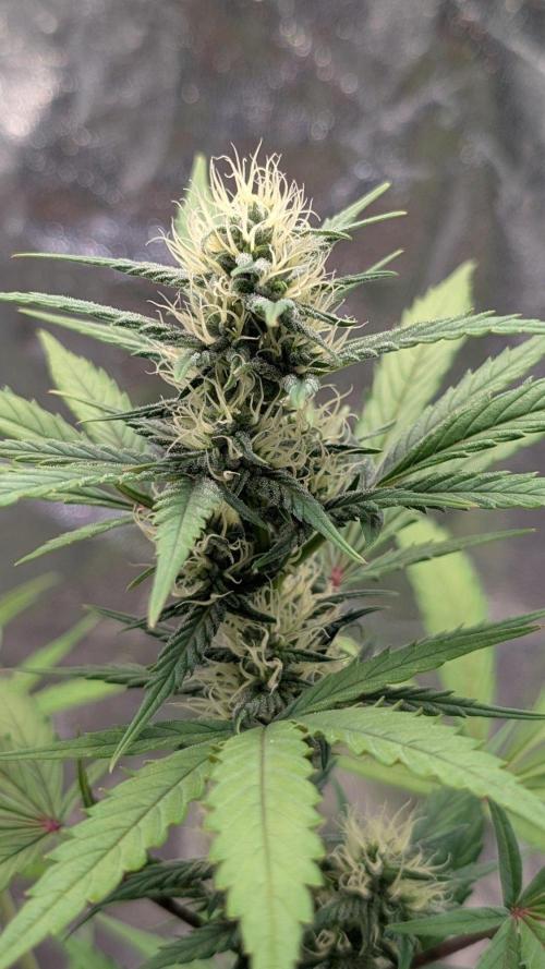 Crystal Candy XL Auto - Sweet Seeds. Week 7 - Day 43