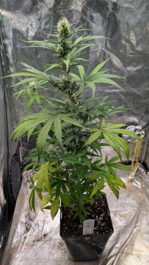 Crystal Candy XL Auto - Sweet Seeds. Week 7 - Day 43