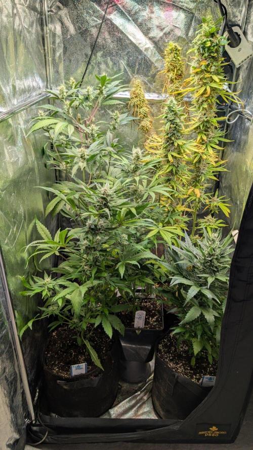 Auto Super Skunk - Sensible Seeds. Week 8 - Day 50