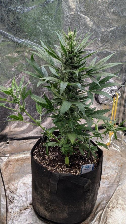 Auto Super Skunk - Sensible Seeds. Week 8 - Day 50