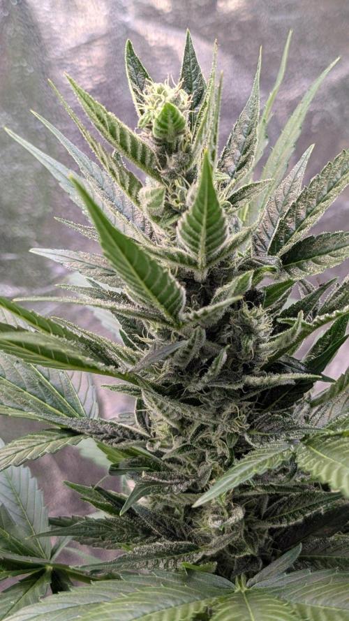 Auto Super Skunk - Sensible Seeds. Week 8 - Day 50