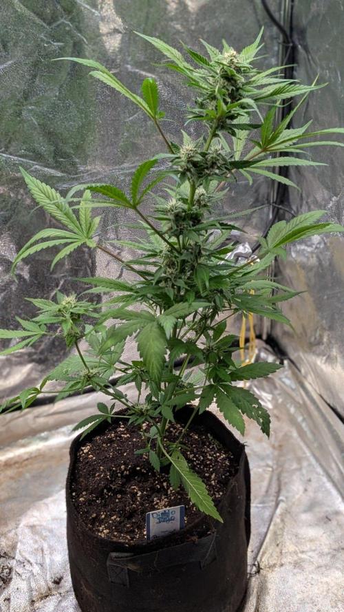 Diablo Rojo XL Auto - Sweet Seeds. Week 7 - Day 43