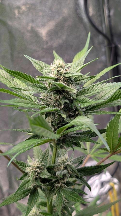 Diablo Rojo XL Auto - Sweet Seeds. Week 7 - Day 43