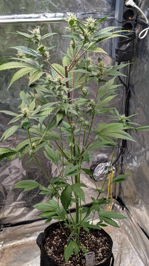 Papaya Cookies Auto Fast Buds. Week 7 - Day 43 