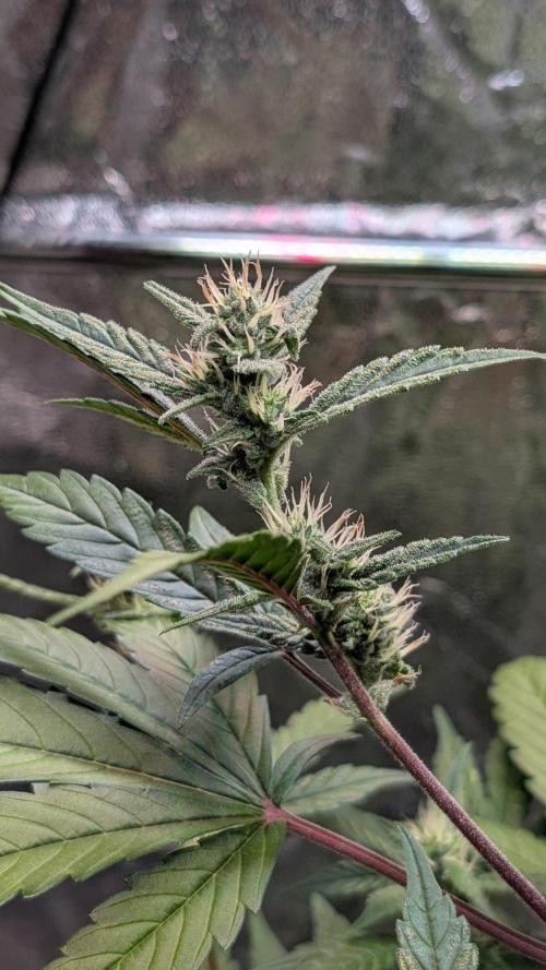 Papaya Cookies Auto Fast Buds. Week 7 - Day 43 