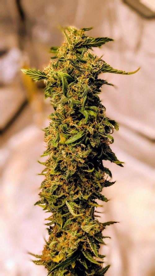 Strawberry Cola Sherbet F1 Sweet Seeds. Week 23