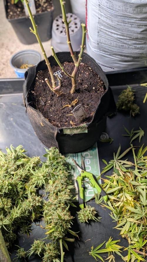 Strawberry Cola Sherbet F1 Sweet Seeds. Week 23