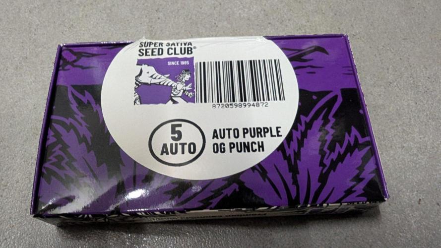 Purple OG Punch. Week 0