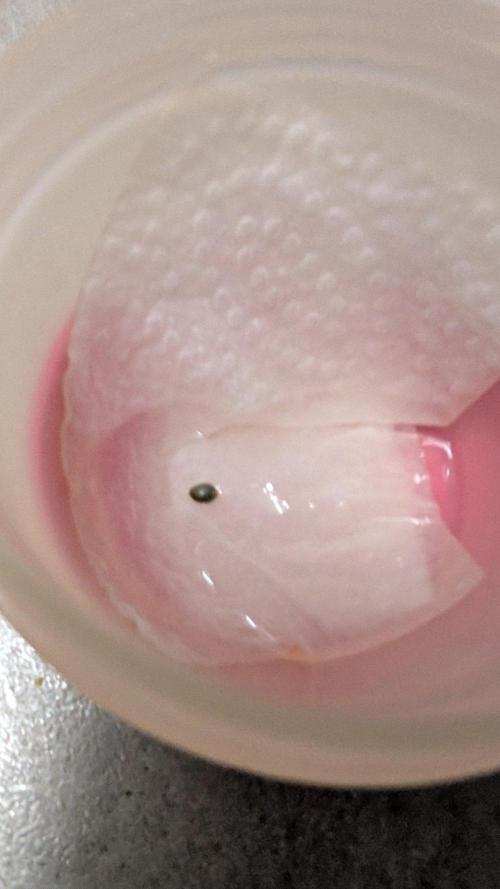 Purple OG Punch. Week 0