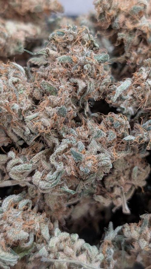 Glue Prom Walipini Seeds. Week 20