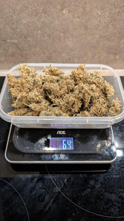 Glue Prom Walipini Seeds. Week 20