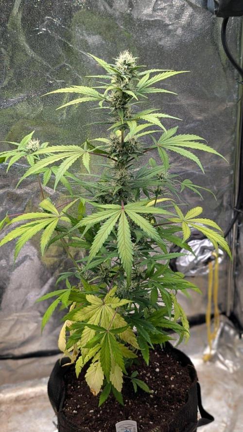 Crystal Candy XL Auto - Sweet Seeds. Week 7 - Day 46