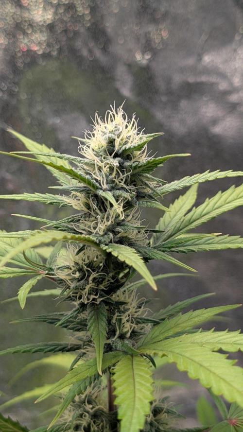 Crystal Candy XL Auto. Week 7