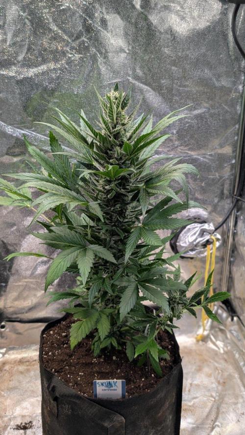 Auto Super Skunk - Sensible Seeds. Week 8 - Day 53