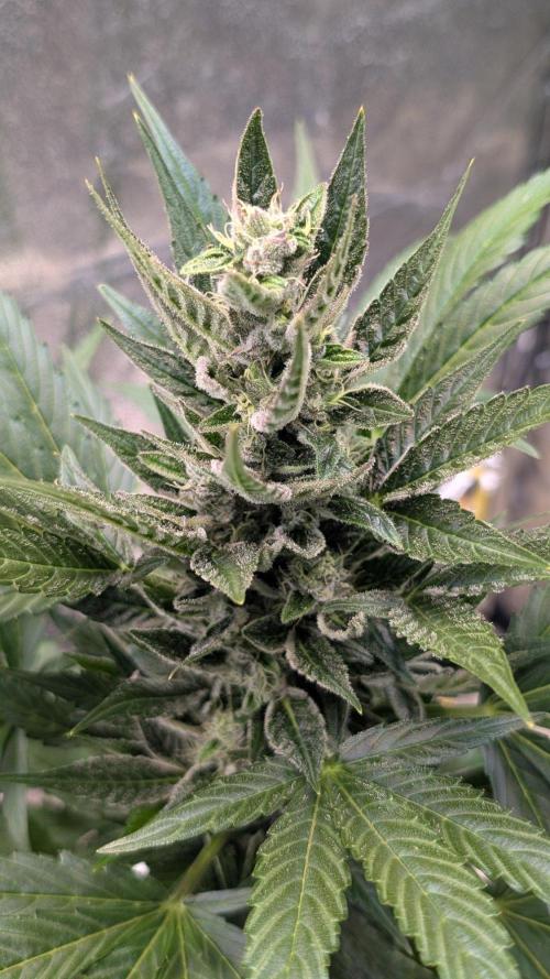 Auto Super Skunk - Sensible Seeds. Week 8 - Day 53