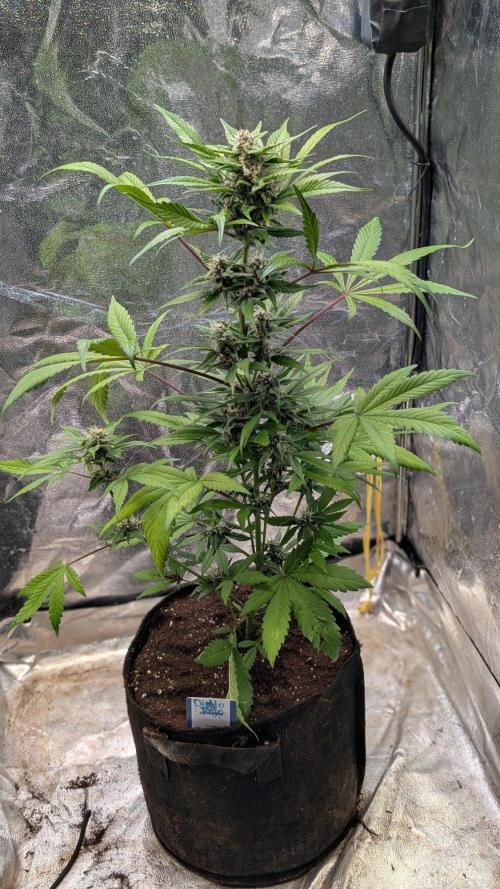 Diablo Rojo XL Auto - Sweet Seeds. Week 7 - Day 46