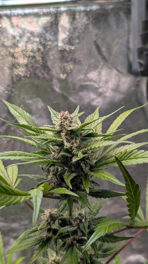 Diablo Rojo XL Auto. Week 7