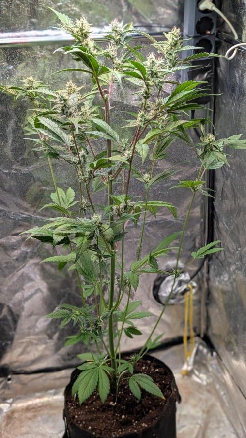 Papaya Cookies Auto Fast Buds. Week 7 - Day 46