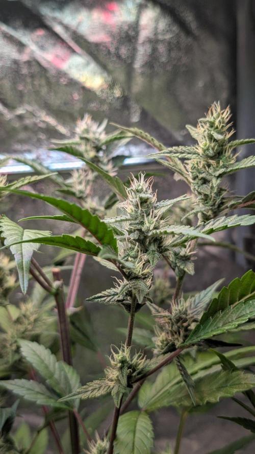 Papaya Cookies Auto Fast Buds. Week 7 - Day 46