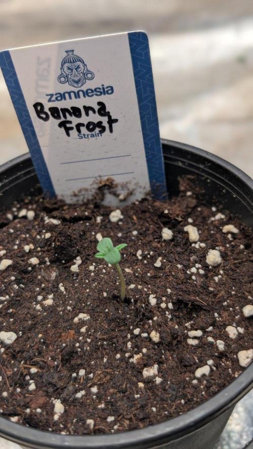 Banana Frost. Week 0
