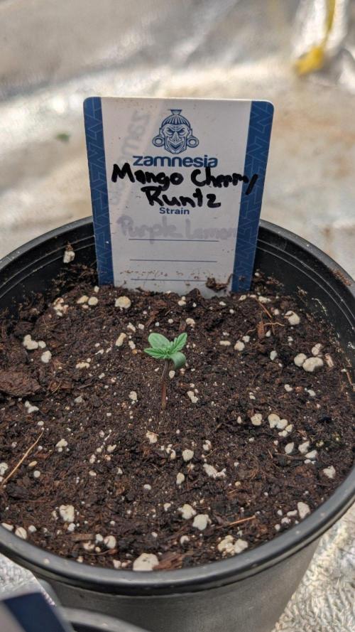Mango Cherry Runtz. Week 0