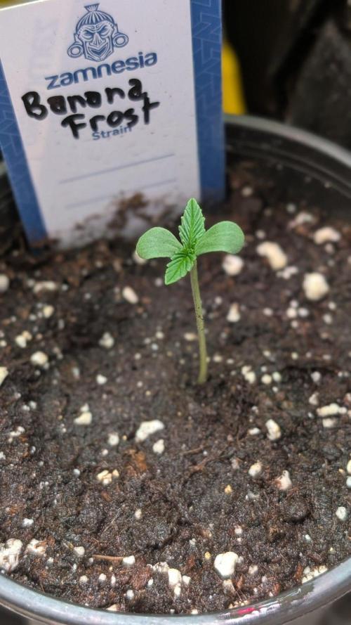 Banana Frost. Week 1 - Day 3