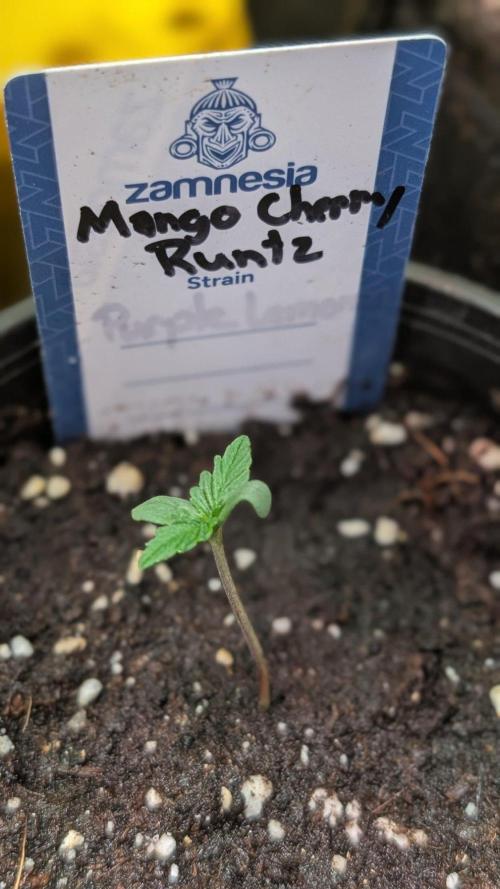 Mango Cherry Runtz. Week 1 - Day 3