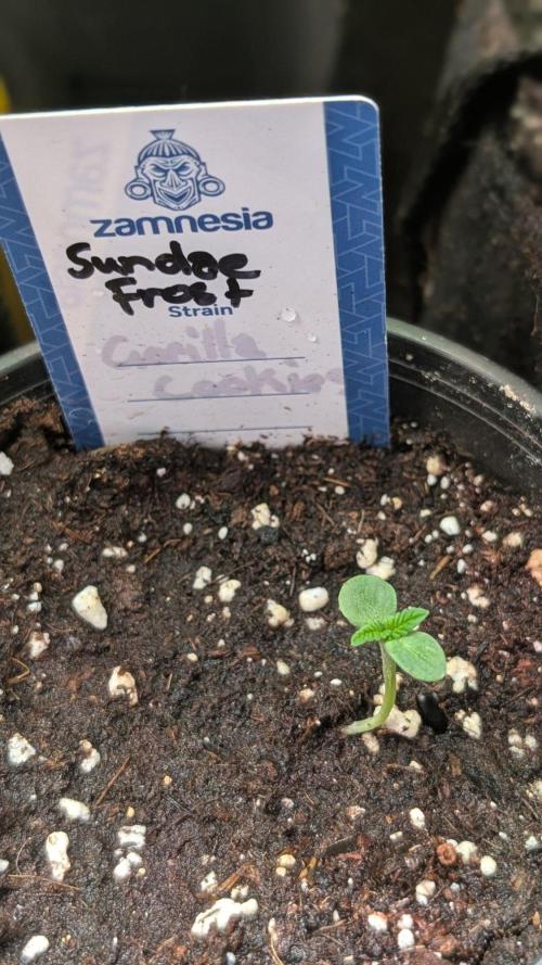 Sundae Frost. Week 1 - Day 3