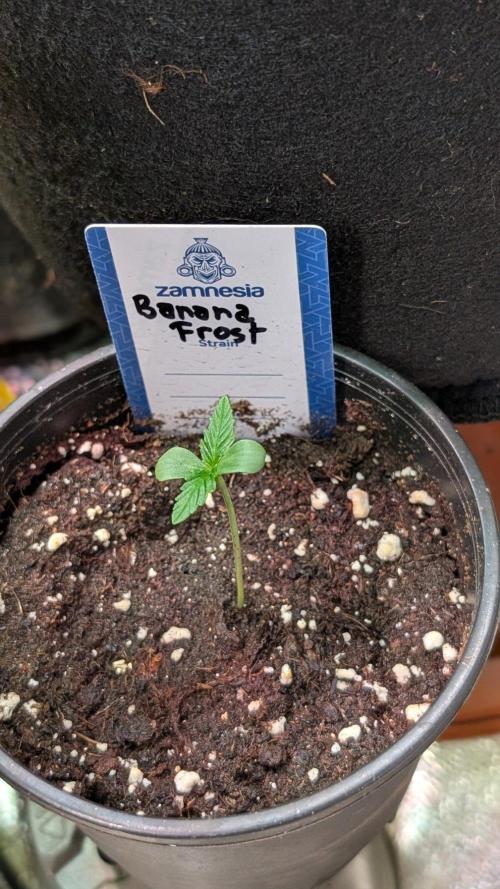Banana Frost. Week 1 - Day 4