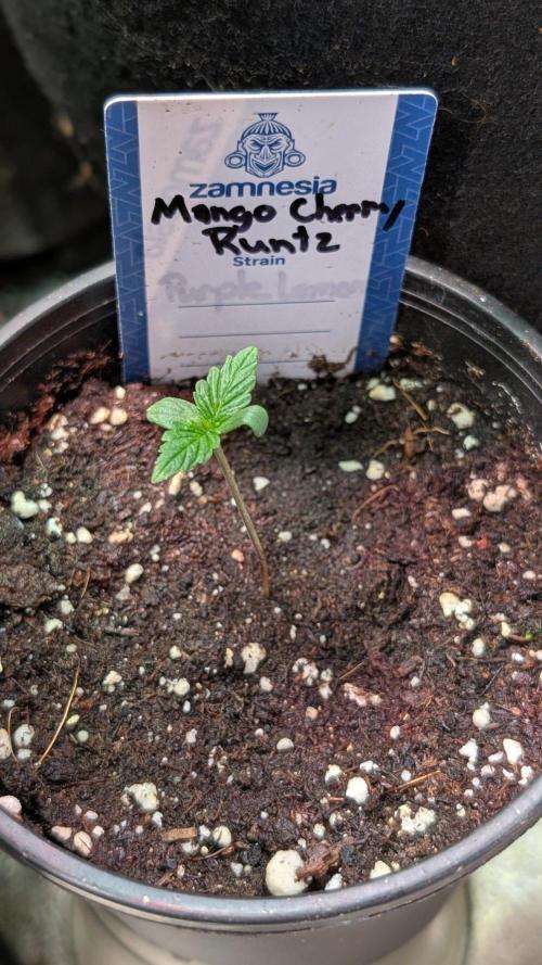 Mango Cherry Runtz. Week 1 - Day 4