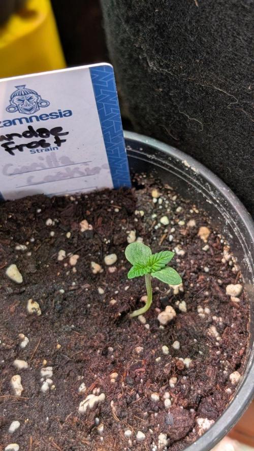 Sundae Frost. Week 1 - Day 4