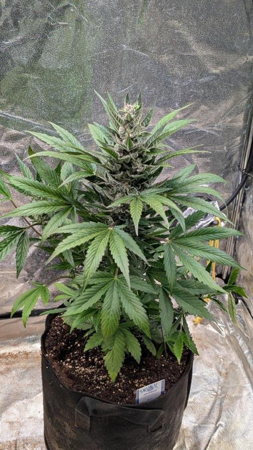 Auto Super Skunk - Sensible Seeds. Week 8 - Day 56