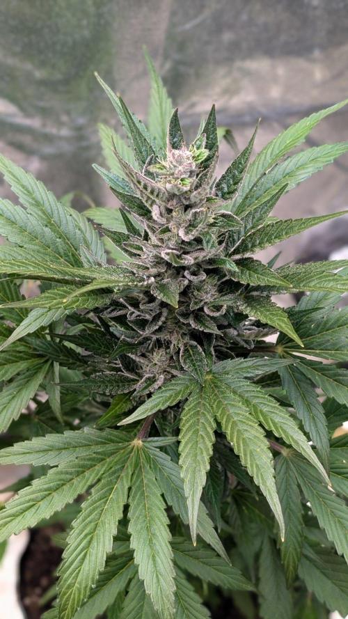 Auto Super Skunk - Sensible Seeds. Week 8 - Day 56