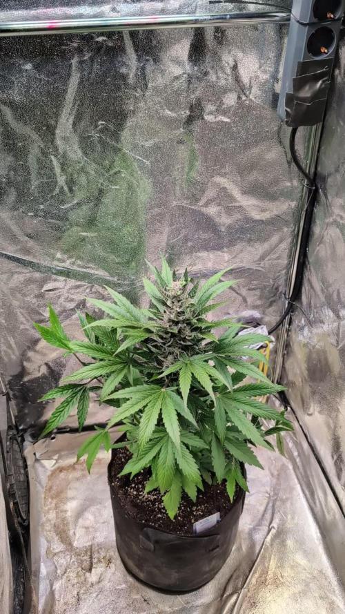 Auto Super Skunk - Sensible Seeds