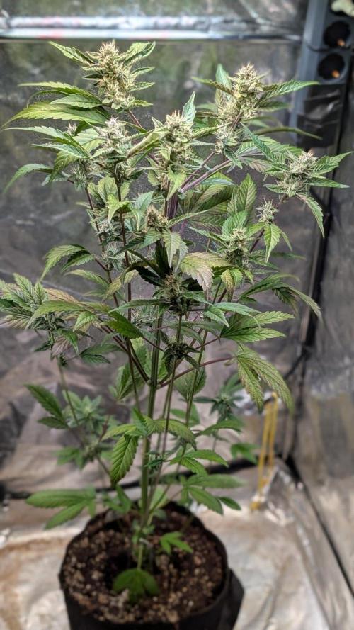 Papaya Cookies Auto Fast Buds. Week 7 - Day 49
