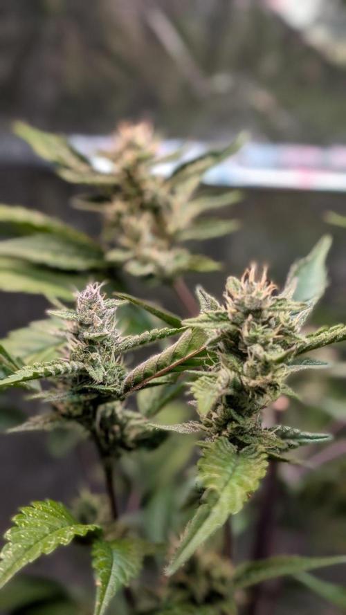 Papaya Cookies Auto Fast Buds. Week 7 - Day 49