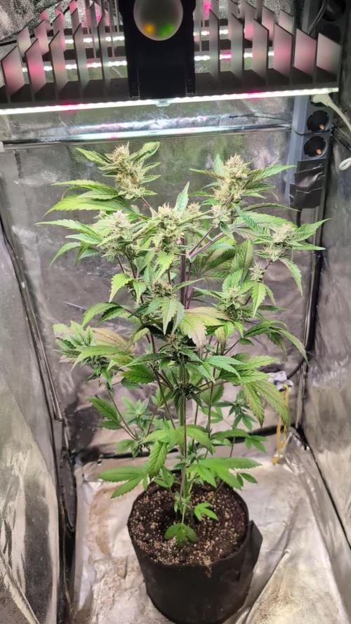 Papaya Cookies Auto Fast Buds