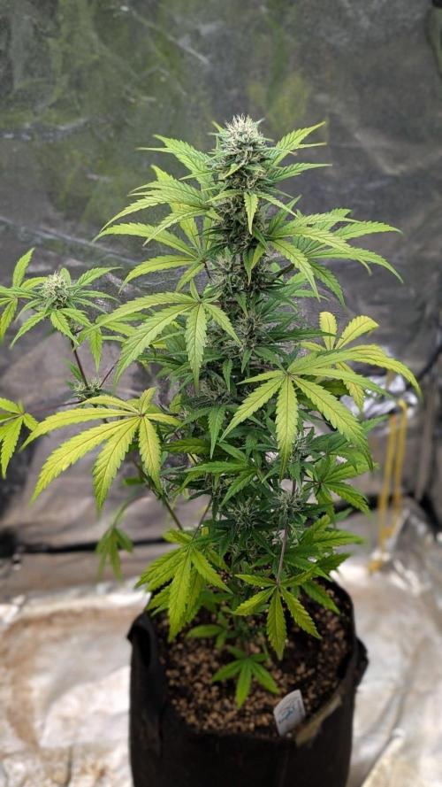 Crystal Candy XL Auto - Sweet Seeds. Week 7 - Day 49