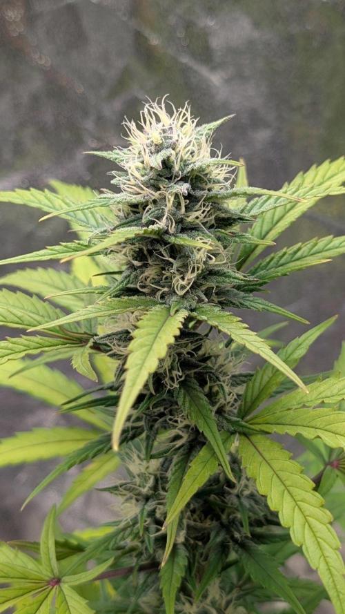 Crystal Candy XL Auto - Sweet Seeds. Week 7 - Day 49
