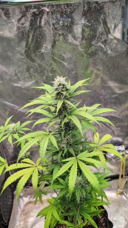 Crystal Candy XL Auto - Sweet Seeds